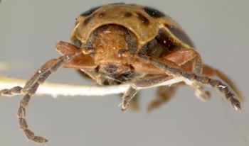 Media type: image;   Entomology 29037 Aspect: head frontal view